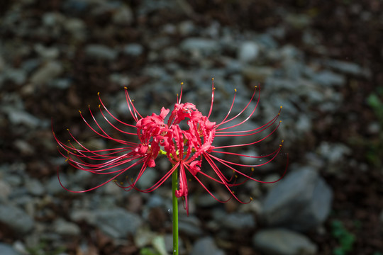 彼岸花