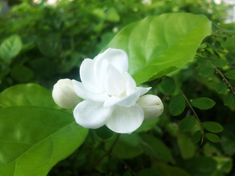 栀子花