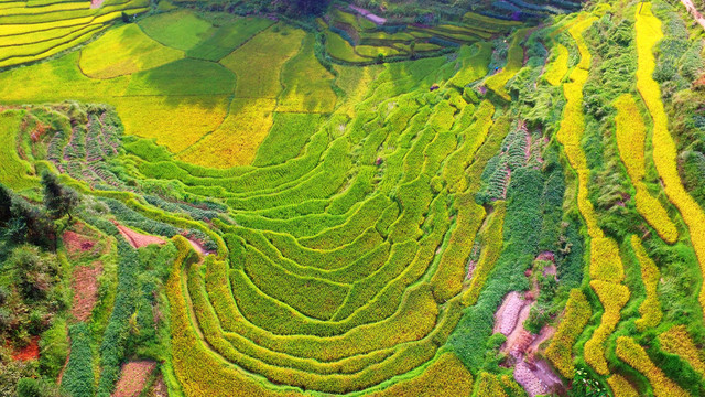 紫鹊界梯田航拍秋景