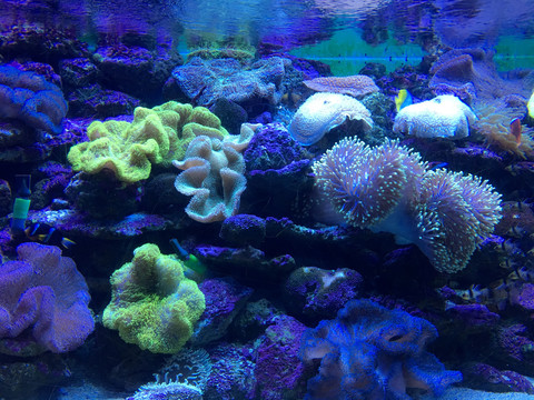 水族馆发光珊瑚