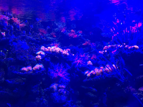 发光珊瑚