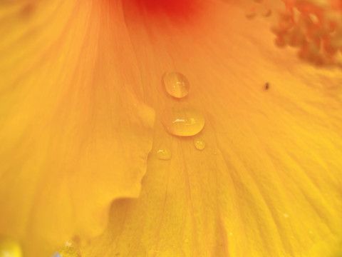 木槿花
