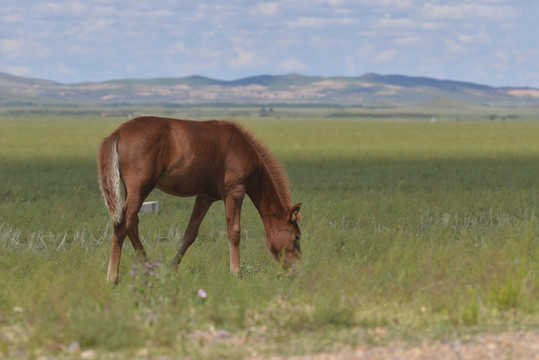 草原正在吃草的一匹马