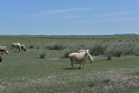 草原上的一群绵羊