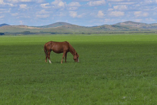 草原正在吃草的一匹马