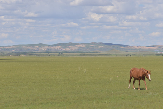 草原上的一匹马