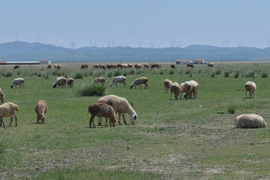 草原上的一牛群和羊群