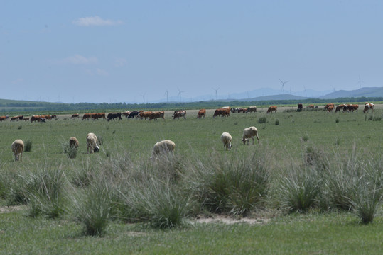 草原上的一群羊