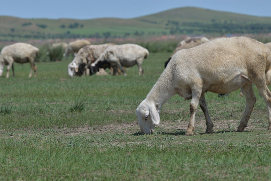 正在吃草原的绵羊