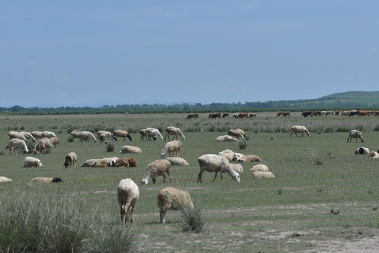 正在吃草原的羊群