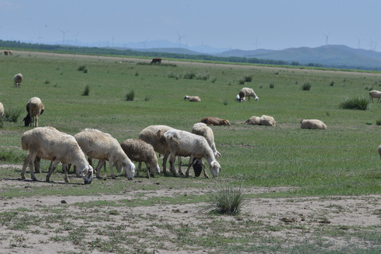 正在吃草原的羊群