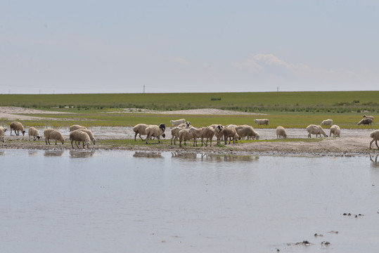 羊群在河边喝水