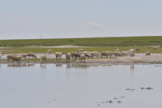 羊群在河边喝水