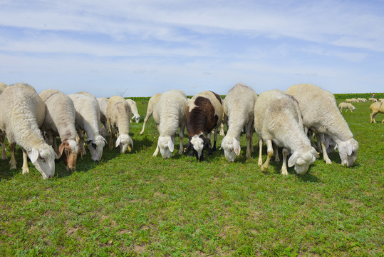 正在吃草的羊