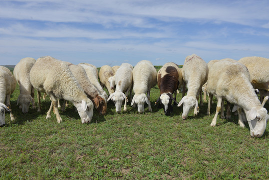 正在吃草的羊