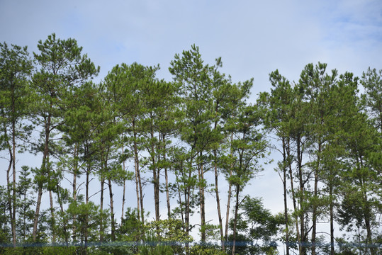 松树林