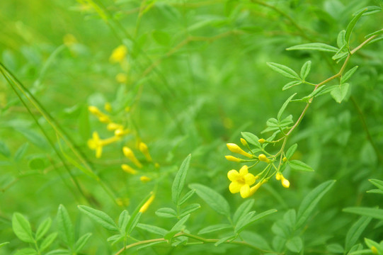迎春花
