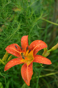 萱草花