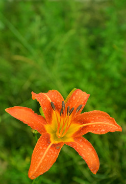 萱草花