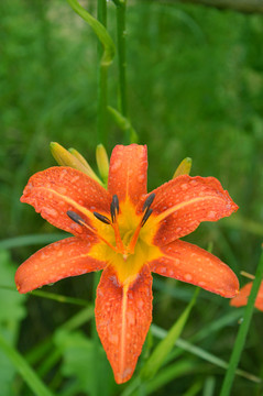 萱草花