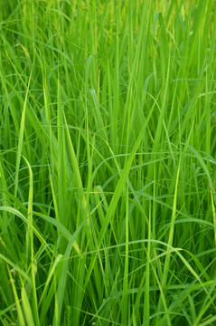 荻草