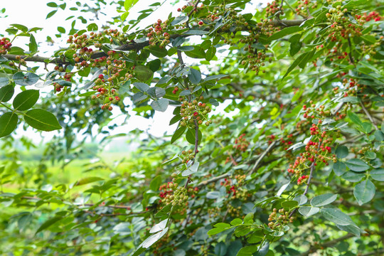 花椒树