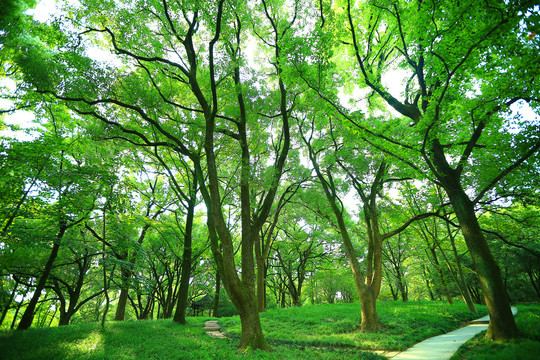 香樟树