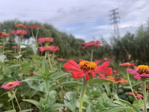 花草