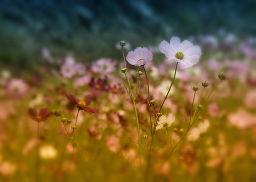 格桑花