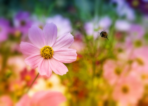 格桑花