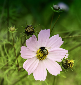 格桑花