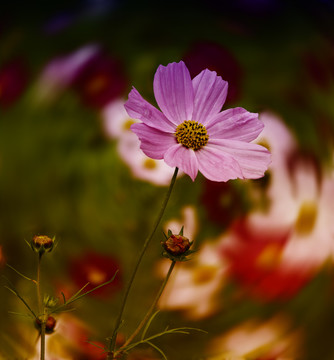 格桑花