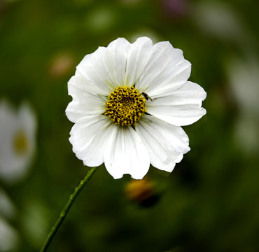 格桑花