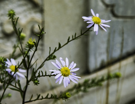 格桑花