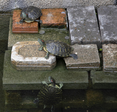 水龟