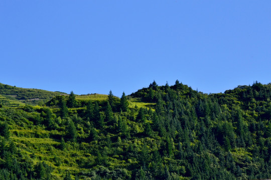 青山绿树