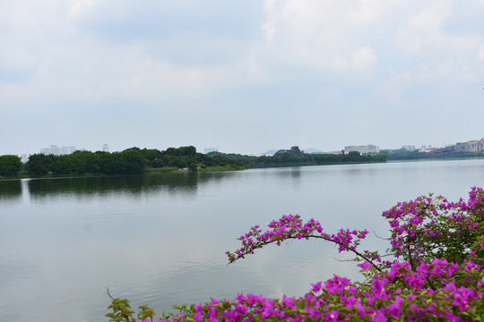 松山湖松湖烟雨风景