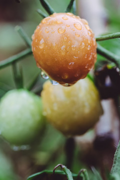 西红柿种植田园蔬菜