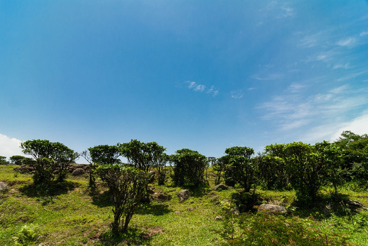 高山草场养牛场