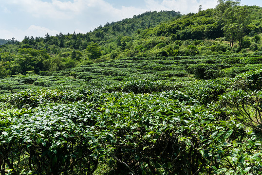 茶场茶园