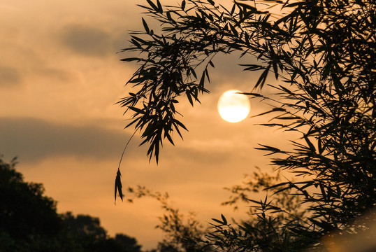 竹子梢头下的夕阳