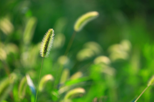 狗尾巴草