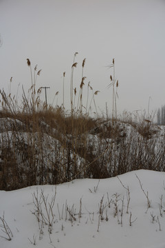 冰雪芦苇