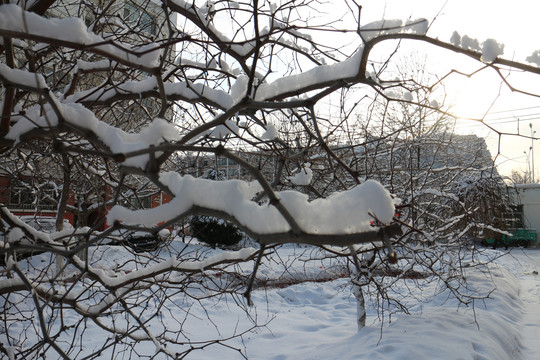 冰雪树挂