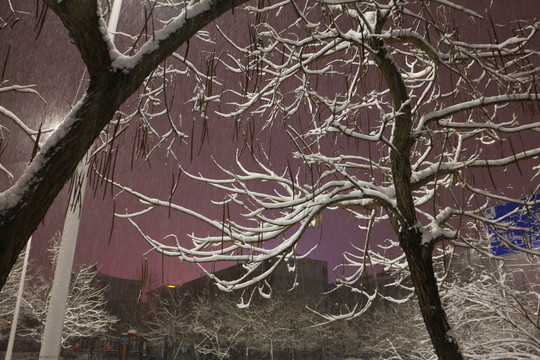 雪夜树挂