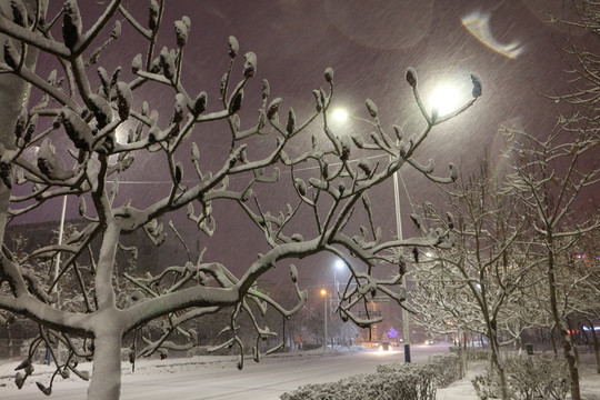 灯光雪树