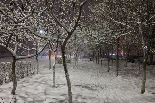 雪后的树林