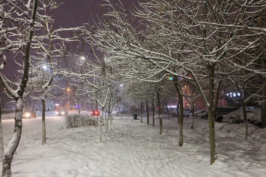 冬夜雪树