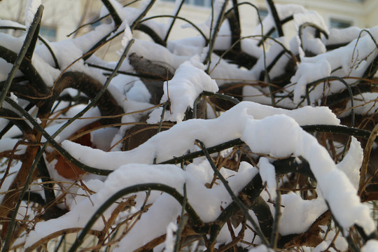 落雪的树枝