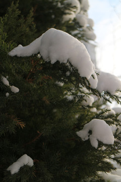 落雪的松树